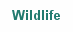 Wildlife