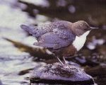 Dipper