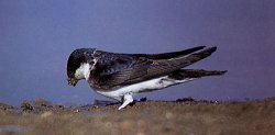 House Martin