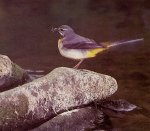 Grey Wagtail